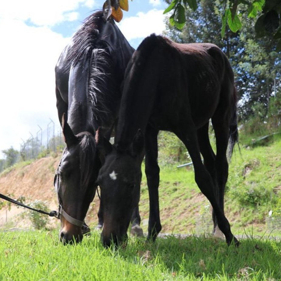 Caballos de terapia Kawallu